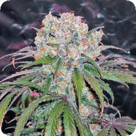 Kaya Gold Feminised Cannabis Seeds