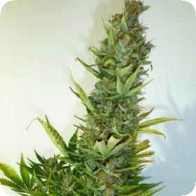 Lemon Haze Autoflowering Regular Seeds Lemon Haze Autoflowering Regular Seeds