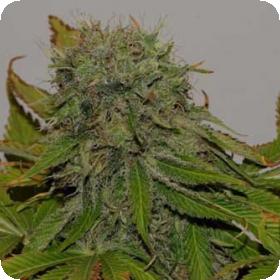Mama Mia Feminised Cannabis Seeds