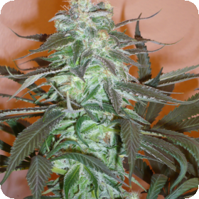 Mango Feminised Cannabis Seeds