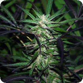 Mangobiche X Peyote Pruple 1