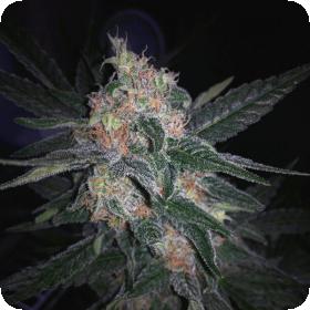 Melon Gum AUTO Feminised Seeds Melon Gum AUTO Feminised Seeds
