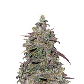 Mendocino Chanel Kush Feminised Cannabis Seeds
