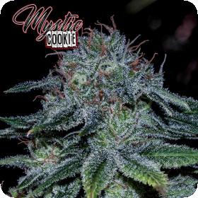 Mystic Cookie Feminised Cannabis Seeds