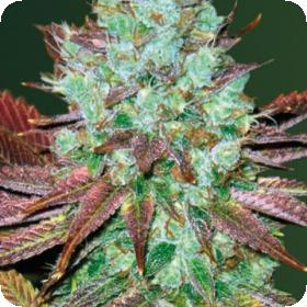 N H L Diesel Auto Feminised Cannabis Seeds