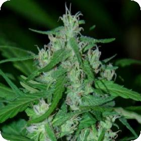 Nepal Highland Regular Cannabis Seeds