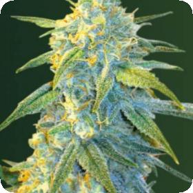 Northern Light Auto Feminised Cannabis Seeds