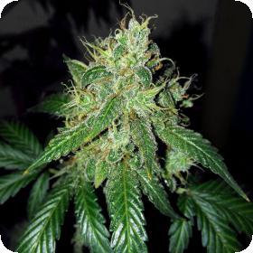 O G Kush Auto Feminised Cannabis Seeds