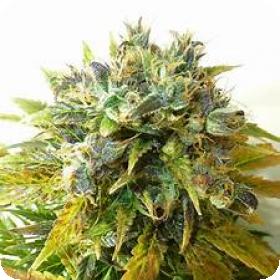 Onyx Autoflowering Feminised Seeds Onyx Autoflowering Feminised Seeds
