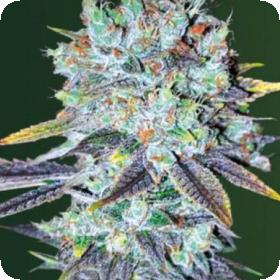 Original Berry