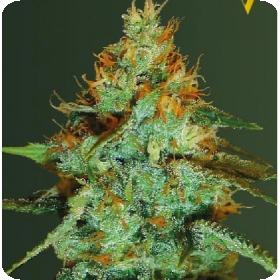 Original Limonade Skunk Auto Feminised Cannabis Seeds