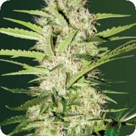 Parmesan Auto Feminised Cannabis Seeds