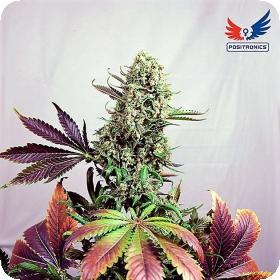Purple Haze 1 Feminised Cannabis Seeds