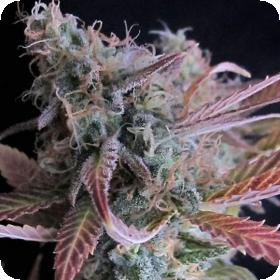 Raspberry Cough Feminised Cannabis Seeds