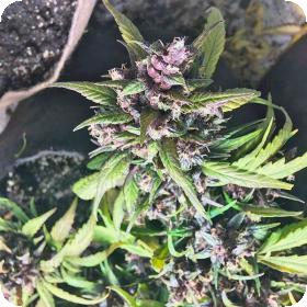 Red Poison Auto Feminised Cannabis Seeds