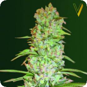 Red Russian X X L Auto Feminised Cannabis Seeds
