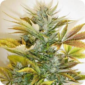 Russian Haze Autoflowering Feminised Seeds Russian Haze Autoflowering Feminised Seeds