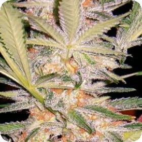 S.A.D. FAST Version Feminised Seeds S.A.D. FAST Version Feminised Seeds