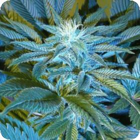 Sandstorm Regular Cannabis Seeds