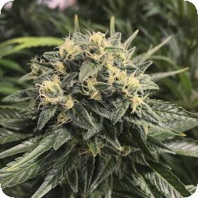Sativa 039 S Sour Diesel Feminised Cannabis Seeds