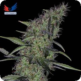 Somango 47 Feminised Cannabis Seeds