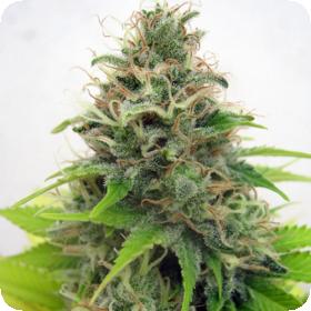 Somango Feminised Seeds Somango Feminised Seeds