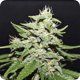Sour Crack A U T O Feminised Cannabis Seeds