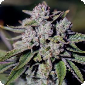 Sour Glue Feminised Cannabis Seeds