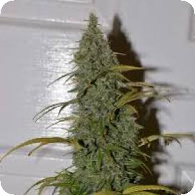 Sour Livers Jpg