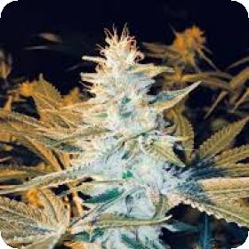Space Monkey Regular Cannabis Seeds