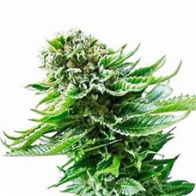 Speed Auto Feminised Cannabis Seeds