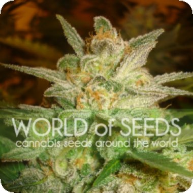 Star 47 Feminised Seeds