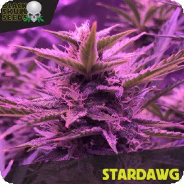 Stardawg 0