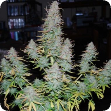 Strong  Stuff  Feminised  Cannabis  Seeds