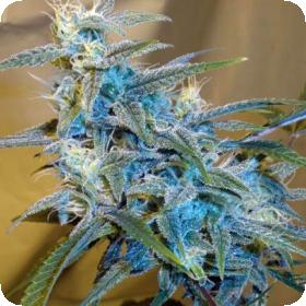 Sugarloaf Feminised Seeds Sugarloaf Feminised Seeds