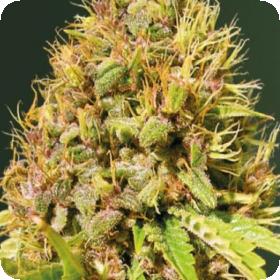 Super Mazar Auto Feminised Cannabis Seeds