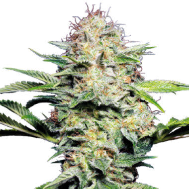 Super Skunk Auto Flowering Cannabis Seeds