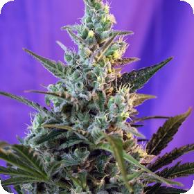 Sweet Skunk F A S T Version Feminised Cannabis Seeds 0