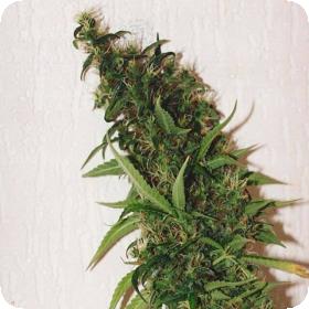 Swiss X T Feminised Cannabis Seeds