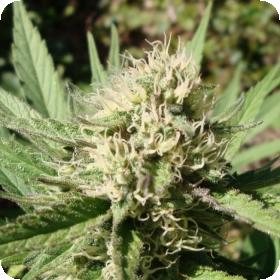T.N.R Feminised Seeds T.N.R Feminised Seeds