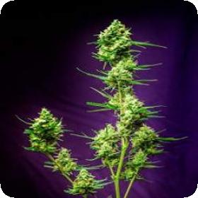 Nurse Jackie Regular Seeds Nurse Jackie Regular Seeds