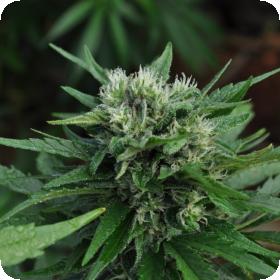 U2 Regular Cannabis Seeds
