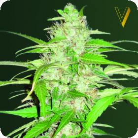 Ultra Power Plant Auto