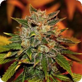 Vitamin C C B D Jpg