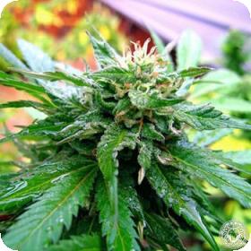 White KC Feminised Seeds White KC Feminised Seeds