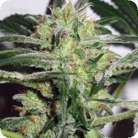 White Widow