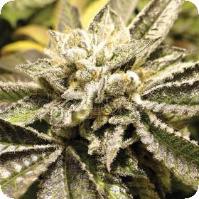 Y Griega C B D Feminised Cannabis Seeds