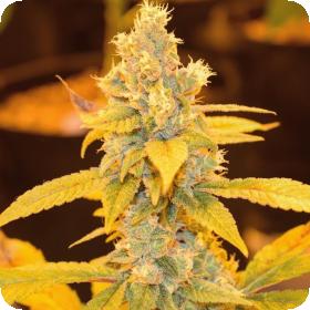 Yumbolt F E M I N I S E D Cannabis Seeds