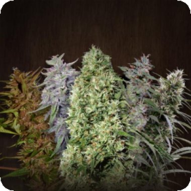 Ace Mix Feminised Cannabis Seeds 0