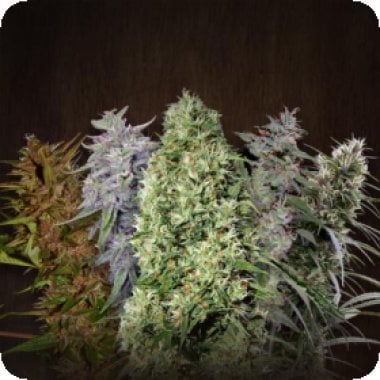 Ace Mix Regular Cannabis Seeds
